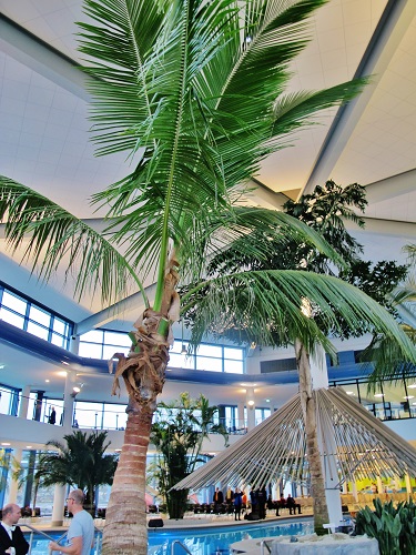 cocos palme therme pflanzen kaufen