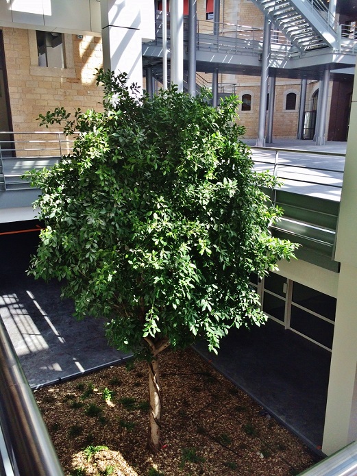 ficus nitida innenraumbegruenung baum online kaufen