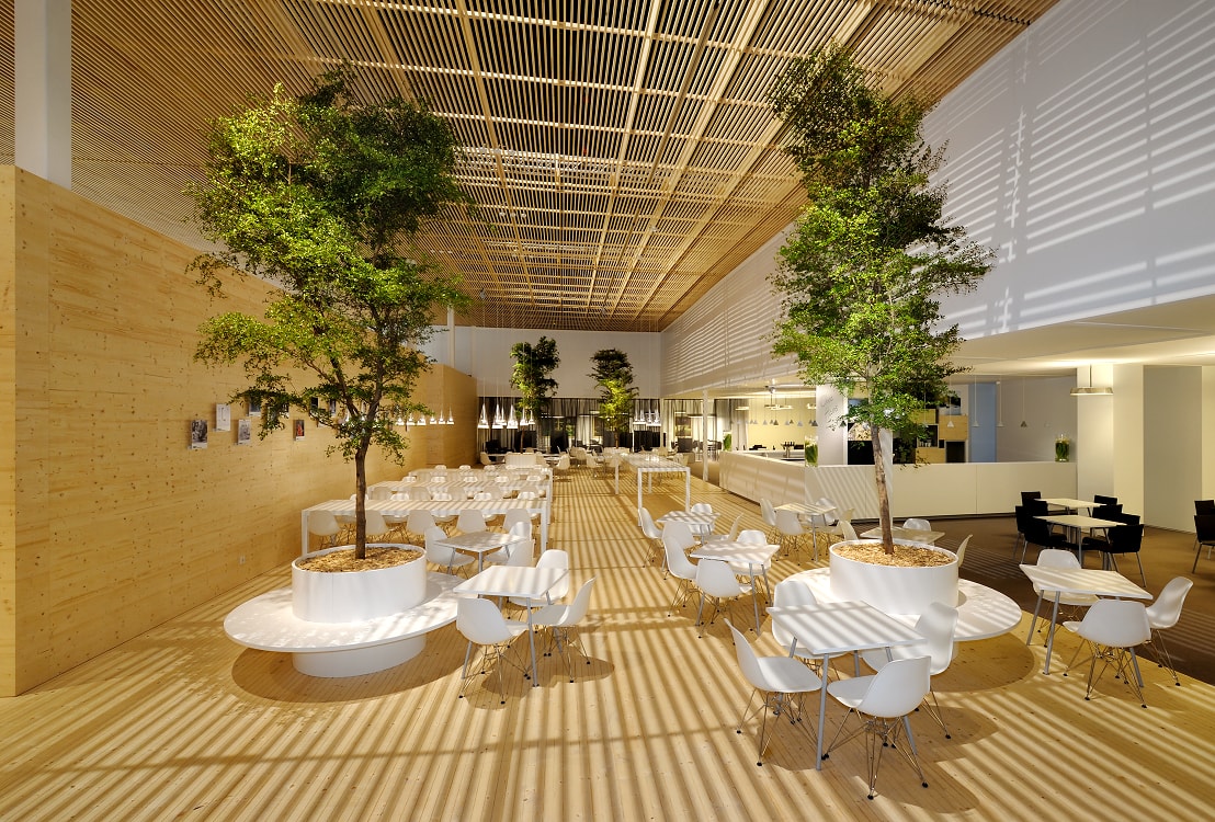 Bucida Baum auf Messe Köln - Unternehmen HansGrohe bucida buceras pflanzen gastronomie messe koeln frankfurt muenchen