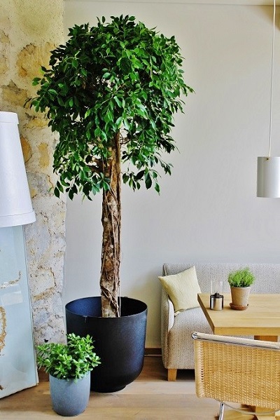 hotelpflanze ficus nitida hochstamm online kaufen