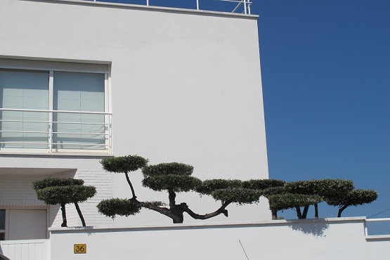 Olea europaea horizontalis Olivenbaum gartenbonsai kaufen