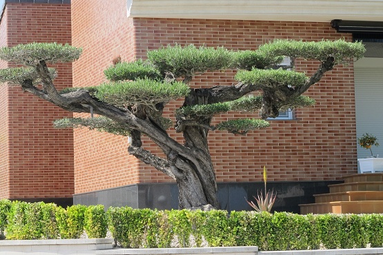 Olea horizontalis Olivenbaum Gartenbonsai kaufen
