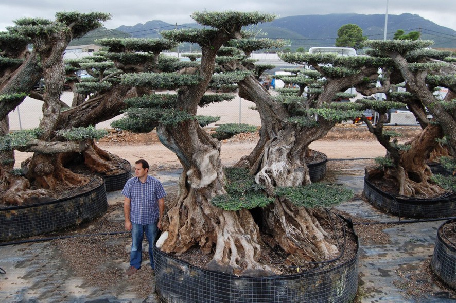 Olea macrobonsai Nr9