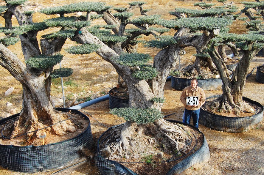 Olivenbaum Olea macrobonsai