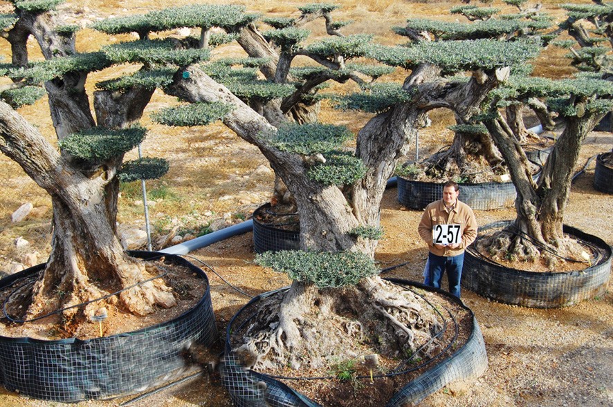 Olea horizontalis xxl olivenbaum Mallorca und Ibiza Olivenbaum Olea macrobonsai