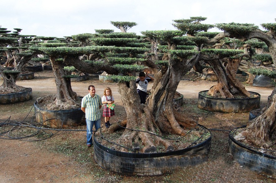 Olivenbaum Olea makrobonsai kaufen horizontalis