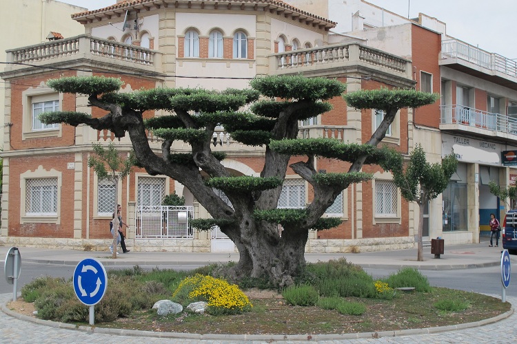 Olivenbaum horizontalis bonsai kaufen