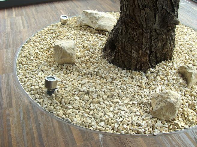 olive_tree_planting_bottom_living_room_conservatory