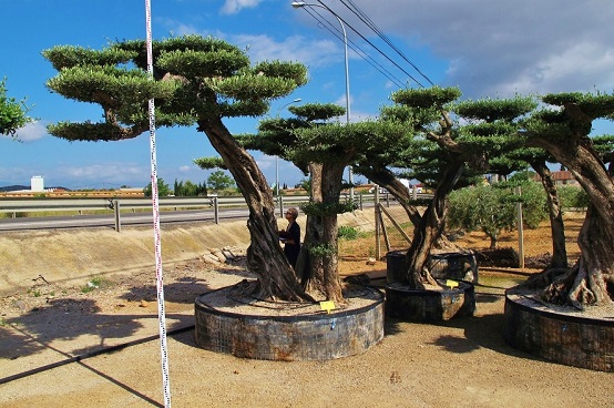 olivenbaum bonsai olea horizontalis 