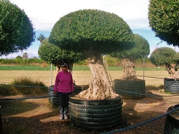 olive tree mallorca