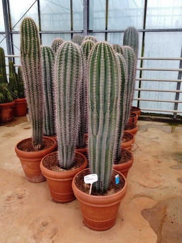 pachycereus pringlei kaufen