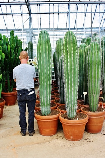 pachycereus saeulenkaktus texaskaktus gross kaufen shop