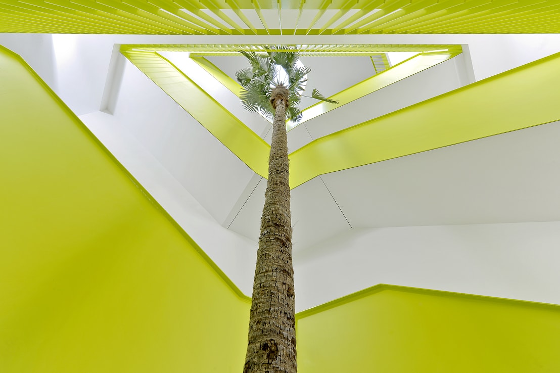 Gigant Palm trachicarpus 