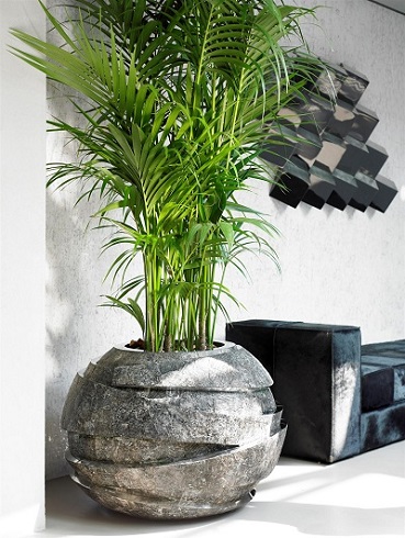 Areca-Palme im Gefäß kaufen areca palme gefaess kaufen