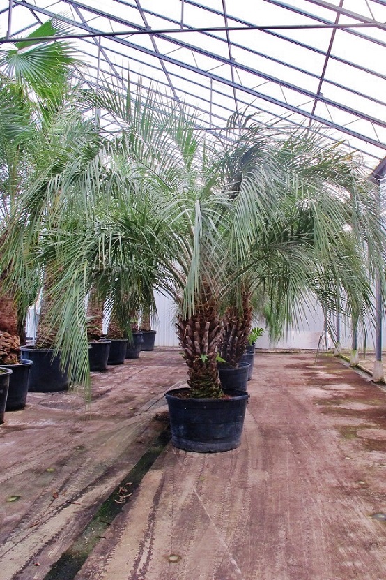 butia palme kaufen online shop