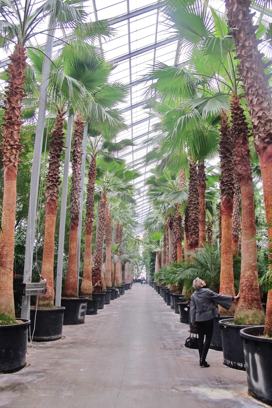  Washingtonia Livingstonia Acclimation houses up to 17 m height for big tropical plants