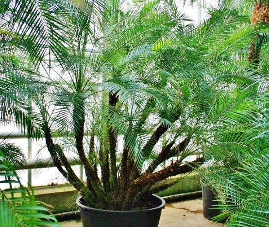Phoenix roebelenii Zwergdattelpalme Multistamm kaufen phoenix roebelenii multistamm kaufen