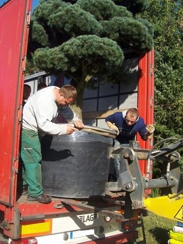 pinus bonsai delivery botanic international