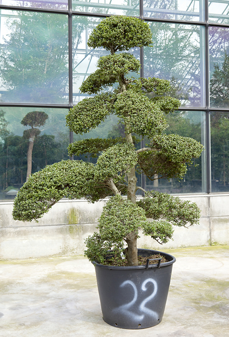 Ilex crenata bonsai 160 B22 02 7326