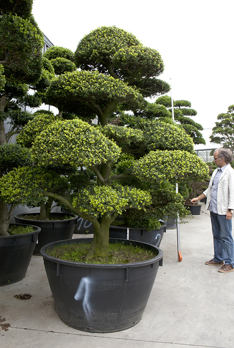 Ilex crenata bonsai 200 B01 02 7149