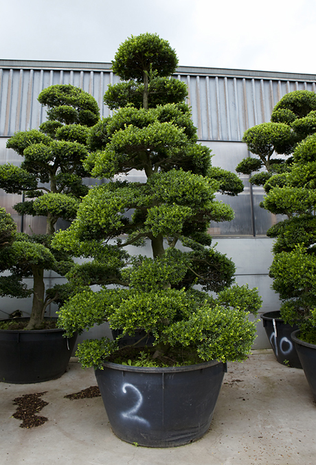 Ilex crenata bonsai 250 B02 02 7159