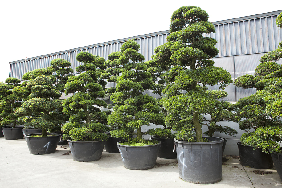 Ilex crenata bonsai Gruppenbild 7175