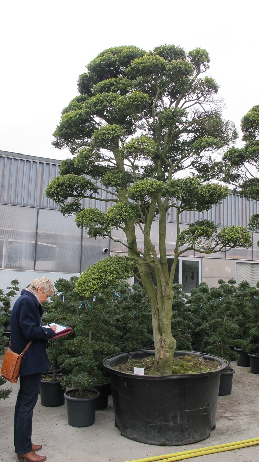 IMG 0948 Ilex crenata bonsai Nr.B23