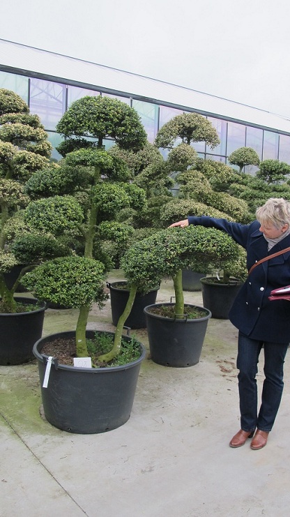 IMG 0970 ilex crenata bonsai Nr.28a