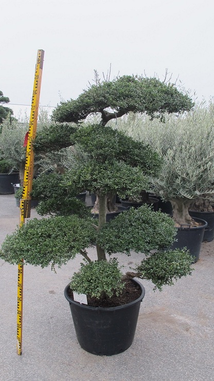 IMG 1219 ilex crenata bonsai Nr.32a