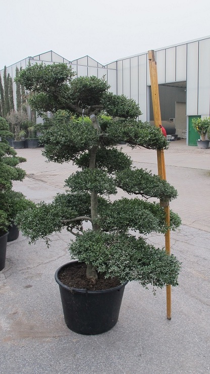 IMG 1220 Ilex crenata bonsai Nr.32b