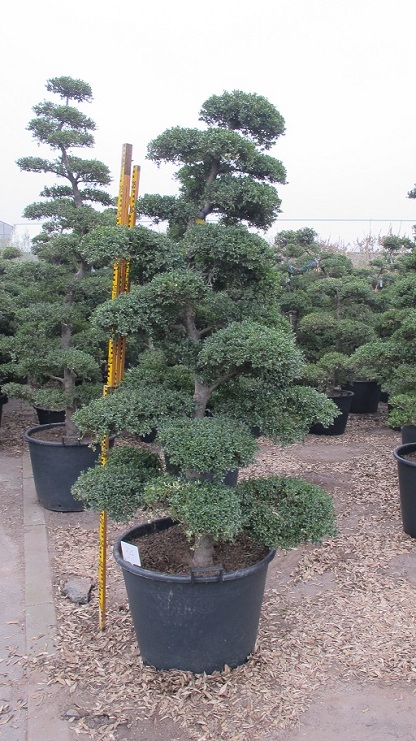 IMG 1223 ilex crenata bonsai Nr.34a