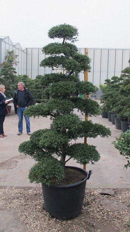 IMG 1225 ilex crenata bonsai Nr.34b