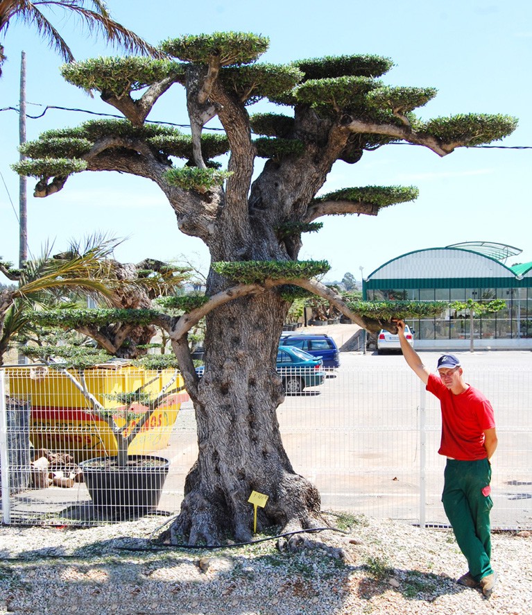 Olea macrobonsai Nr8