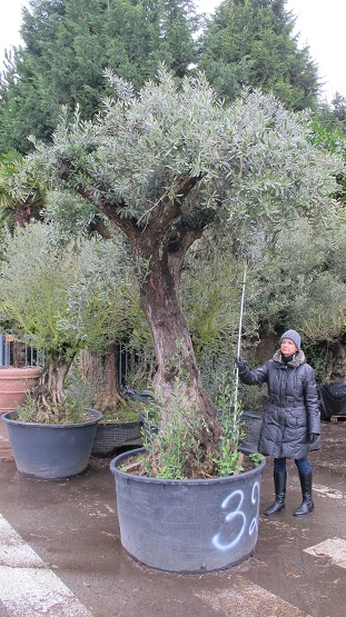Olea europaea kaufen mit garantienummer