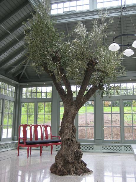 Olivenbaum - Olea europaea - Direkt in den Orangieboden gepflanzt - online planen und kaufen Olivenbaum in Orangerie raumbegruenung innenraumbegruenung