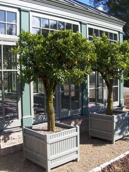 Orange trees citrus sinensis planted in planter versailles buy online