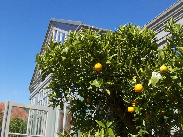 Orangenbaum orangerie botanic international
