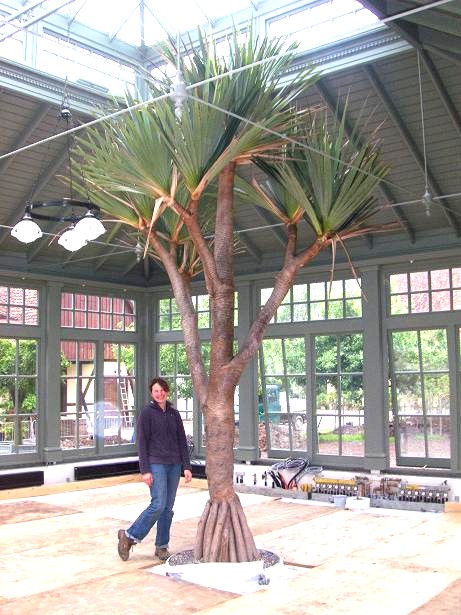 Schraubenbaum - Pandanus utilis - in den Boden der Orangerie gepflanzt - online kaufen Schraubenbaum in Orangerie Pandanus utilis inside conservatory