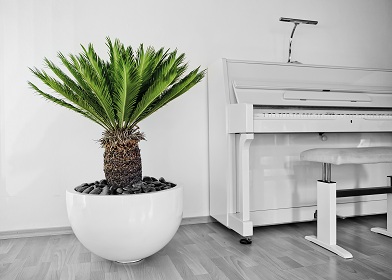 cycas revoluta fiberglas pflanzgefaess weiss am klavier