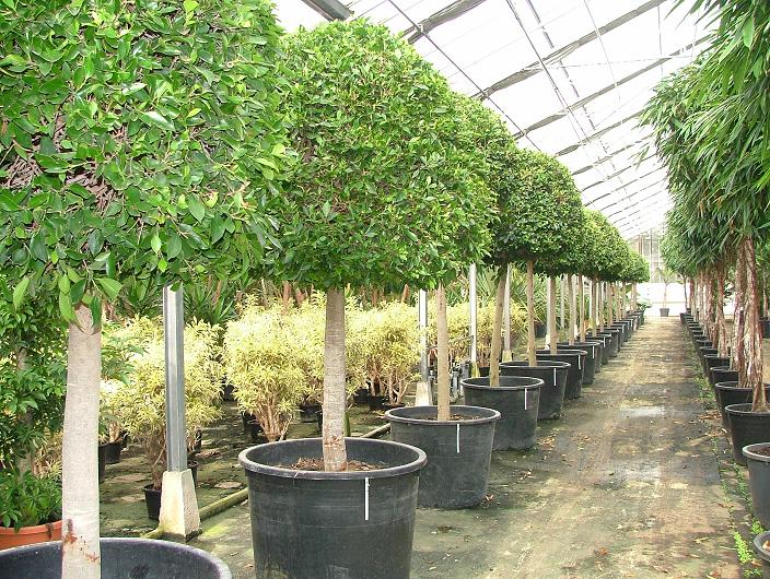 Ficus nitida kugelhochstamm kaufen
