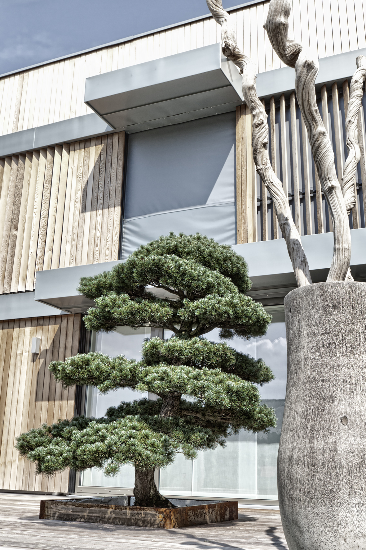 Bonsai Schweiz Terrasse