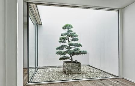 Glasatrium Schweiz Ilex crenata kl