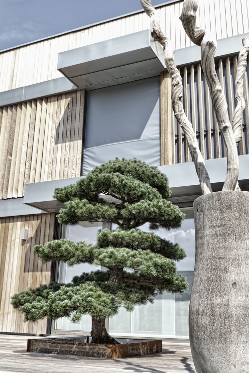 Pinus Bonsai Schweiz Terrasse
