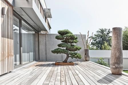 Pinus pentaphylla Bonsai terrasse kl