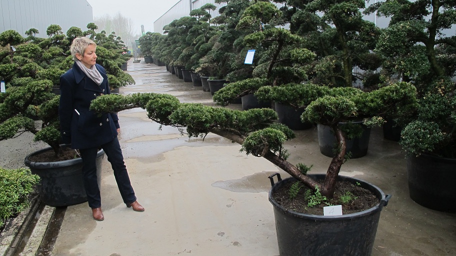 IMG 1206 Taxus cuspidata bonsai Nr.4b