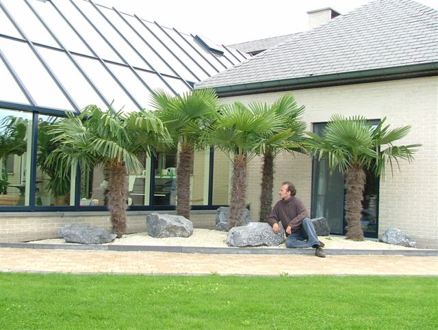 Palmen vor Wintergarten Aussenbereich Antwerpen