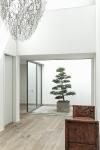 Atrium Bern Schweiz Ilex crenata Bonsai