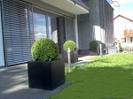 Buxus buchskugel in wuerfelgefaess