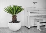 Cycas revoluta fiberglaspflanzgefaess weiss