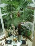 Hanfpalme trachycarpus fortunei Wintergarten Stuttgart